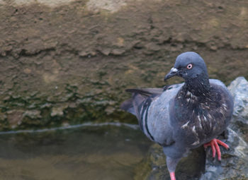 Close-up of bird perching on rock