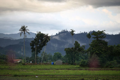 Trees on field against sky