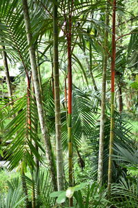 View of palm trees in forest