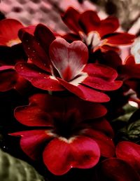 Close-up of red flowers