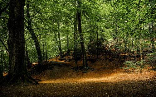 Trees growing in forest