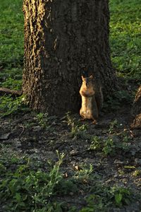 Cat sitting on tree trunk in forest