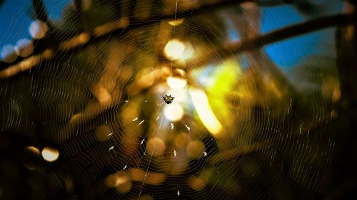 Close-up of spider on web