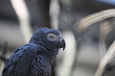 Close-up of a parrot