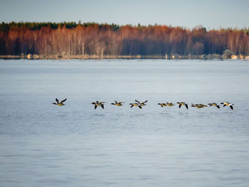 Birds flying over lake