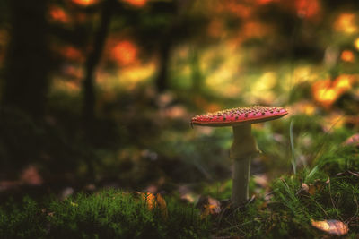 Close-up of fly on mushroom in forest