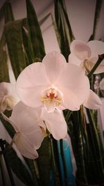 Close-up of white orchid