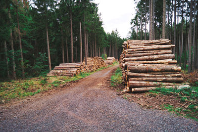 Stack of logs in forest