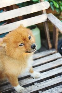 High angle portrait of dog on wood