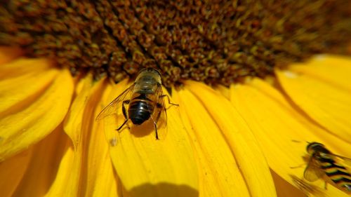 Close-up of bee on yellow flower