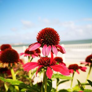 Close-up of pink flowering plant against sky