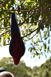 Low angle view of branch hanging on tree