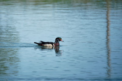 Wood duck  swimming in lake