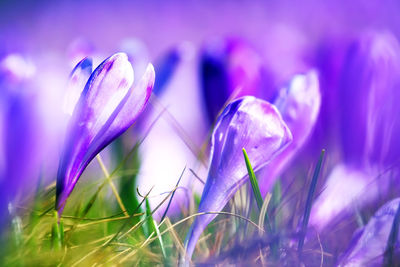 Close-up of purple flowers growing in field