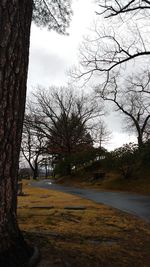 Bare trees on road