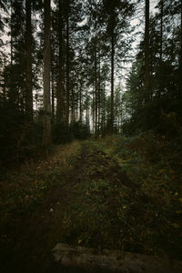 Trees growing in forest