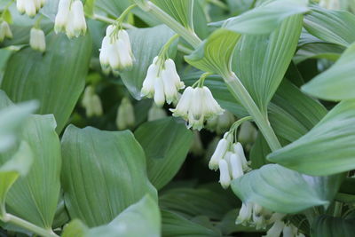 Close-up of white flowering plant