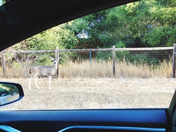 Horse grazing seen through car window