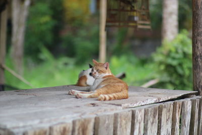 Cat resting on wooden railing