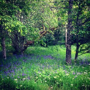 View of flowering trees in forest