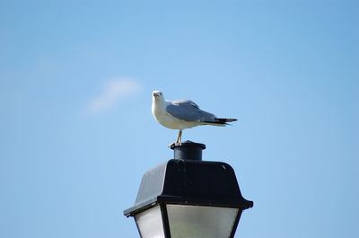 Low angle view of seagull perching on gas light against sky