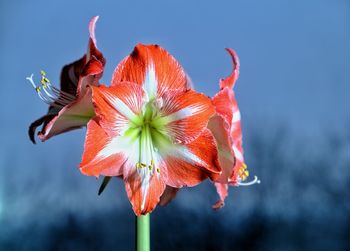 Close-up of red flowering plant