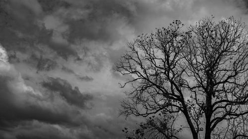 Low angle view of silhouette tree against sky