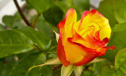 Close-up of flower blooming outdoors