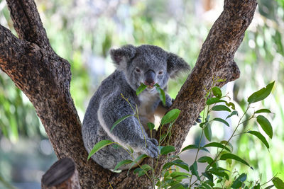 Portrait of lizard on tree