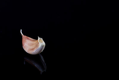 Close-up of shells on black background