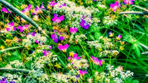 Close-up of pink flowers blooming in park