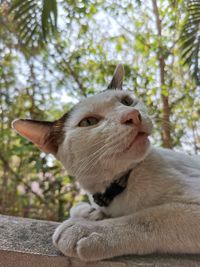 Close-up of a cat looking away