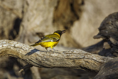 Close-up of bird perching on branch