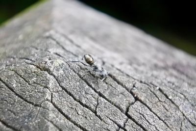 Close-up of insect