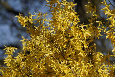Close-up of yellow flowering plant