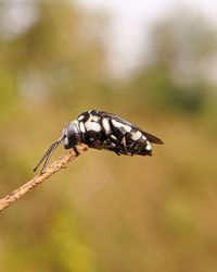 Close-up of insect on plant