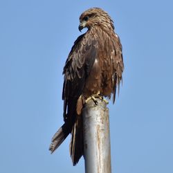 Low angle view of eagle perching on wooden post