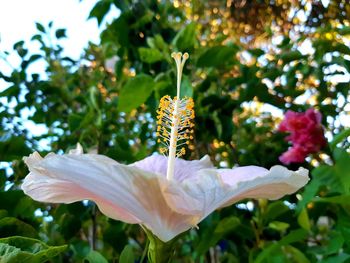 Close-up of white flowering plant