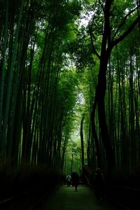 Trees in forest