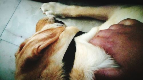 Close-up of dog sleeping