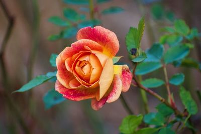 Close-up of rose bud