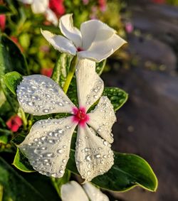 Close-up of wet plant