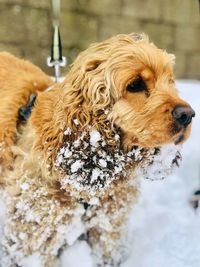 Close-up of a dog looking away