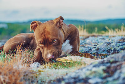 Portrait of dog lying on grass