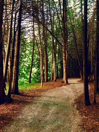 Trees in forest