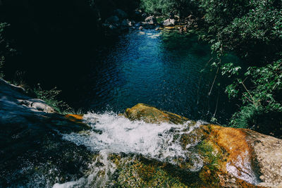 High angle view of river amidst trees in forest
