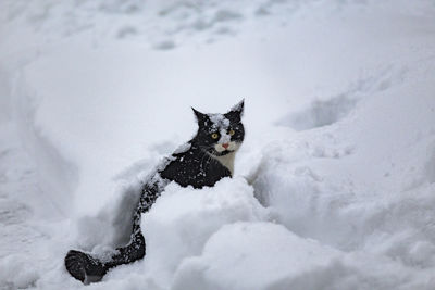 Cat on snow