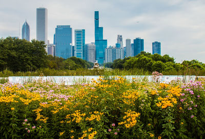 View of flowering plants by buildings against sky