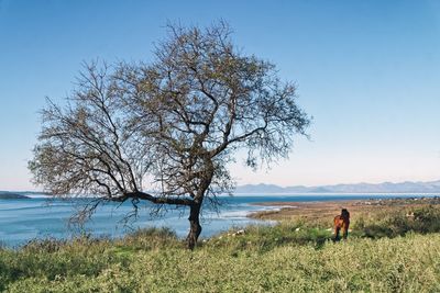 Tree on field by lake against clear sky