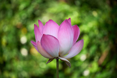 Close-up of pink water lily